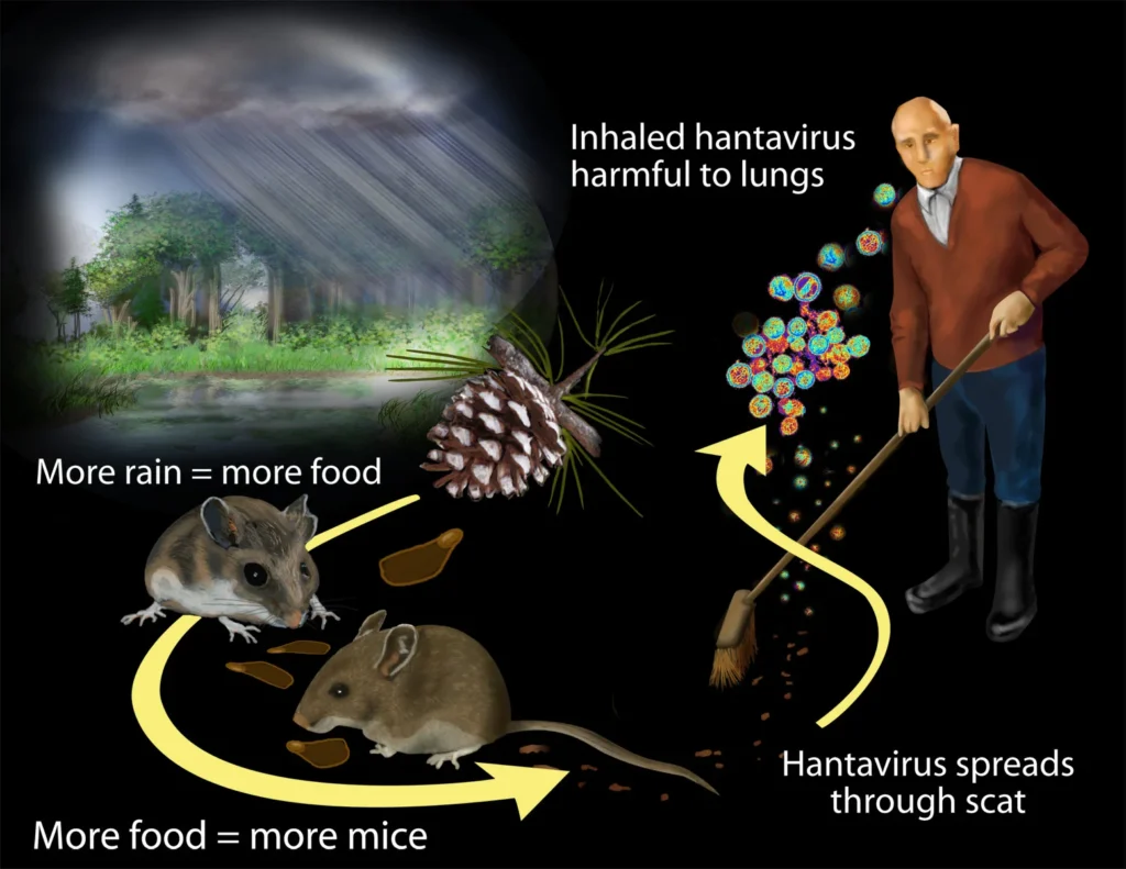 hantavirus-test